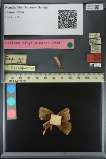 Media type: image;   Entomology 19567